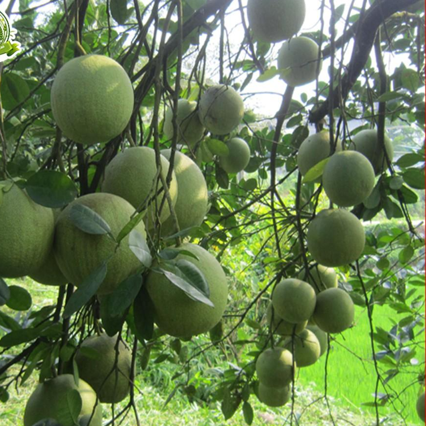 Cây bưởi da xanh ruột hồng - cây giống khỏe mạnh phù hợp với mọi miền khí hậu ra trái sau 12 tháng - QD50