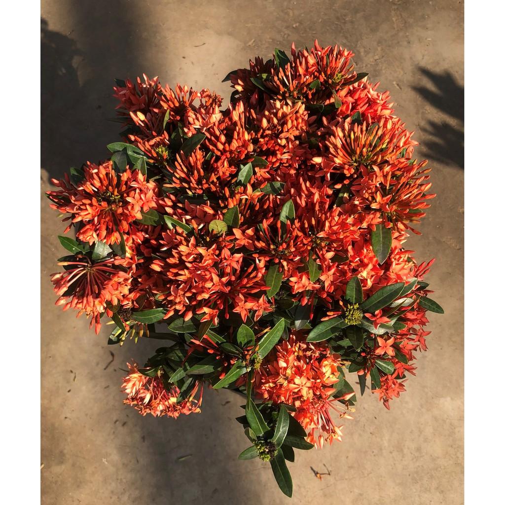 Chậu trang Thái siêu bông hoa màu hồng