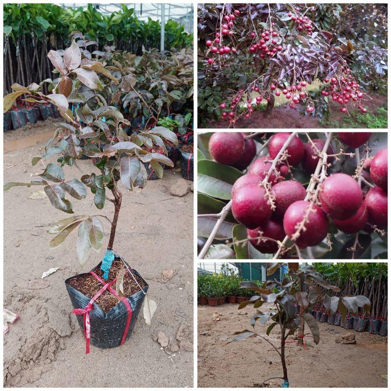 CÂY GIỐNG NHÃN TÍM