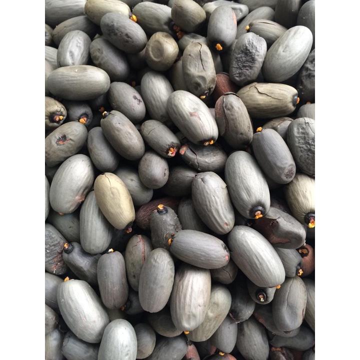 1 KG HẠT GIỐNG CÂY MỦ TRÔM