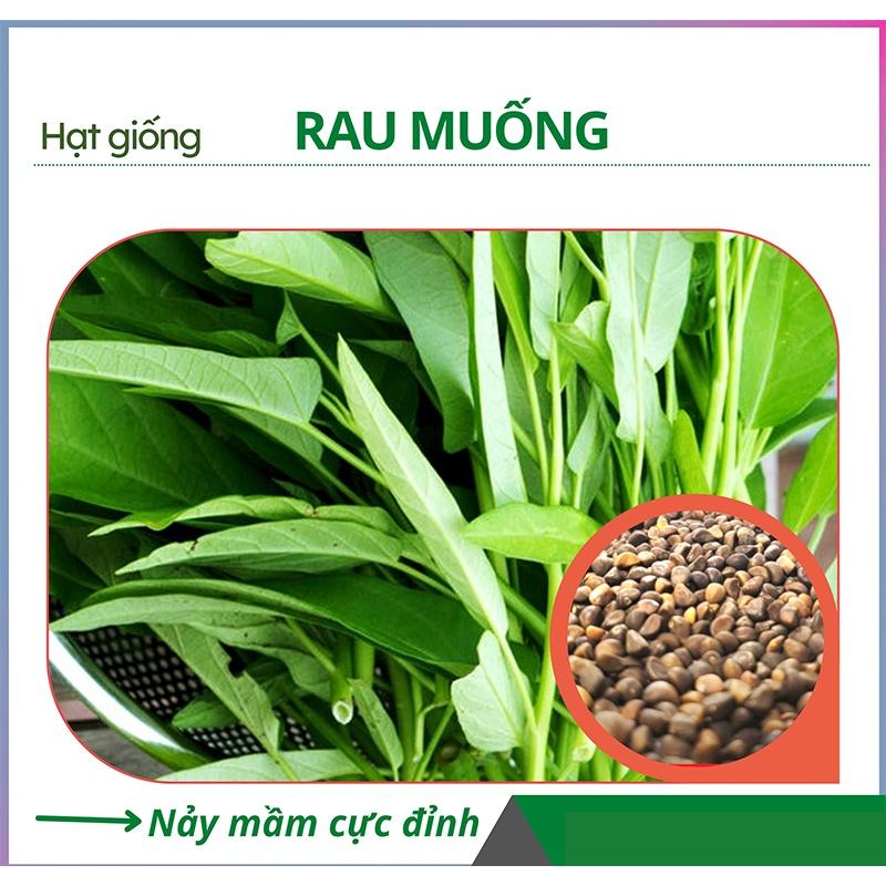 HẠT GIỐNG RAU MUỐNG GÓI 100G - KHÁNG BỆNH TỐT, NĂNG SUẤT CAO CỰC DỄ TRỒNG