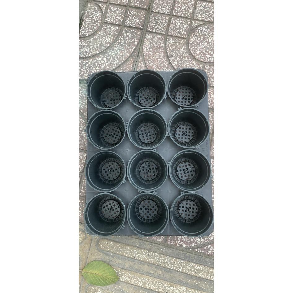 Combo 5 bộ Chậu và khay 3.5 inch ươm kei hoa lan