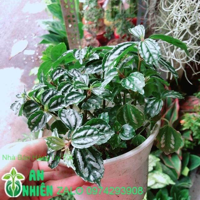 Cây Lá Dưa Hấu
