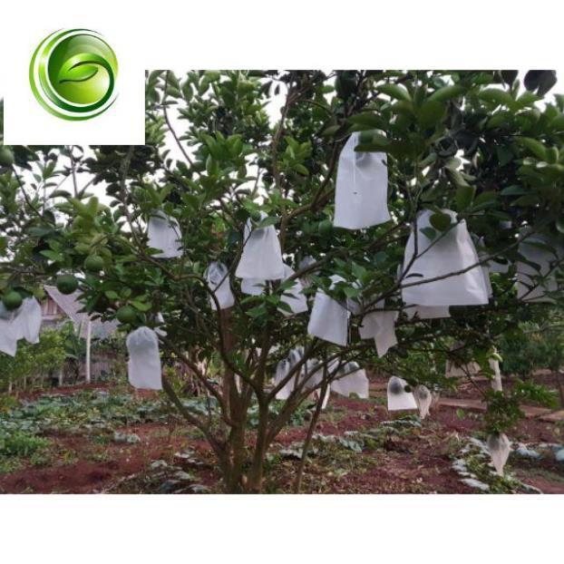 COMBO 10TÚI BỌC MÍT, SẦU RIÊNG 50X70CM CÓ DÂY RÚT SIÊU RẺ