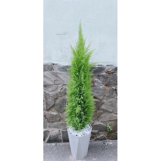 Tùng Thơm Kèm Chậu Sứ Lớn