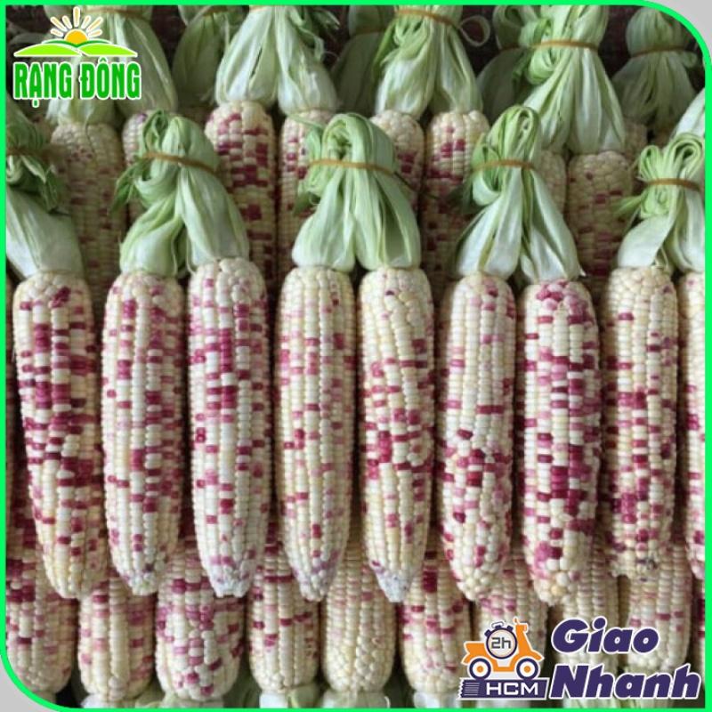 Hạt giống Bắp Nếp Cẩm Hồng Trái Dẻo, Ngọt, Rất Thơm, Trồng Quanh Năm, Kháng Bệnh Tốt - Hạt giống Rạng Đông