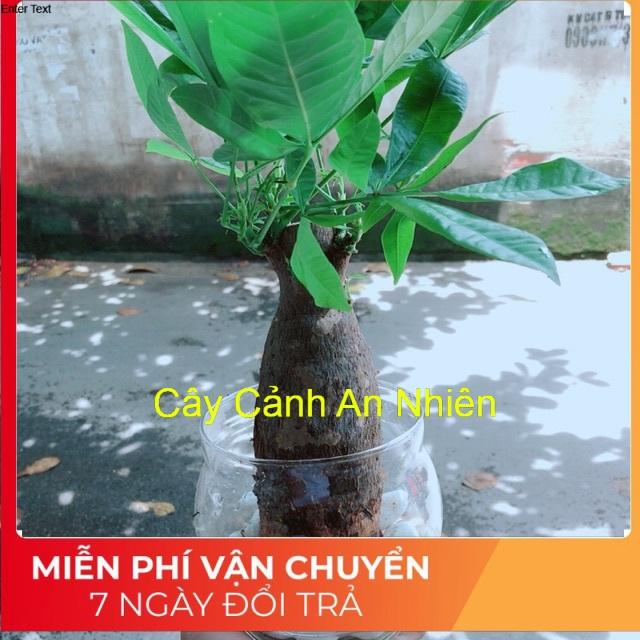 Chậu Kim Ngân 1 Thân Trồng Thuỷ Sinh