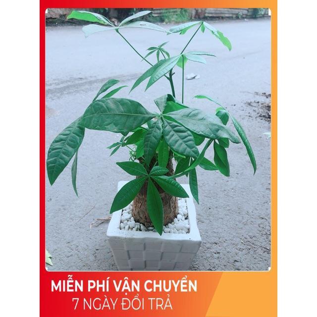 Chậu Kim Ngân 1 Thân Size Lớn