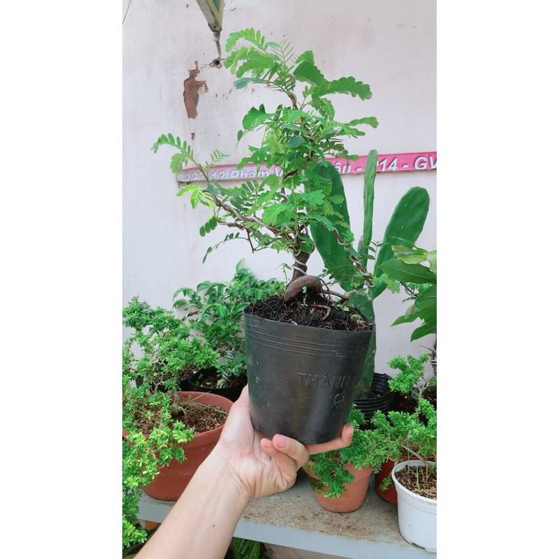 Cây Me Bonsai