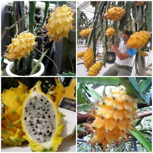 CÂY GIỐNG THANH LONG VỎ VÀNG RUỘT TRẮNG THÁI LAN SIÊU NGỌT, SIÊU QUẢ, CAM KẾT CHUẨN GIỐNG F1 - CGTLVVRT