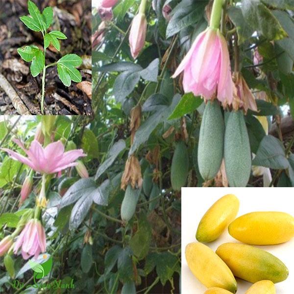 Cây giống CHANH LEO chuối nam mỹ- giống mới nhập khẩu
