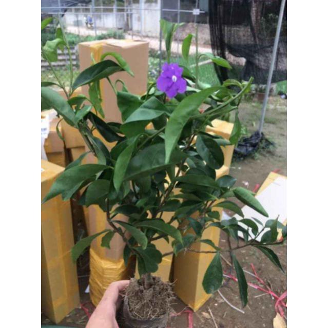 Sản phẩm HOA NHÀI NHẬT