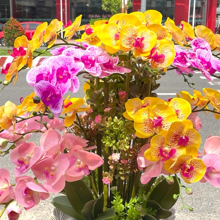 Chậu Hoa LAN HỒ ĐIỆP  cao su nhân tạo trang trí nhà cửa