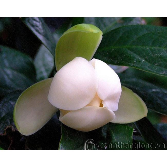 Cây sen đất - cây to