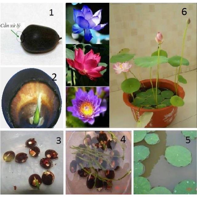 Hạt giống sen mini nhật gói 5 hạt