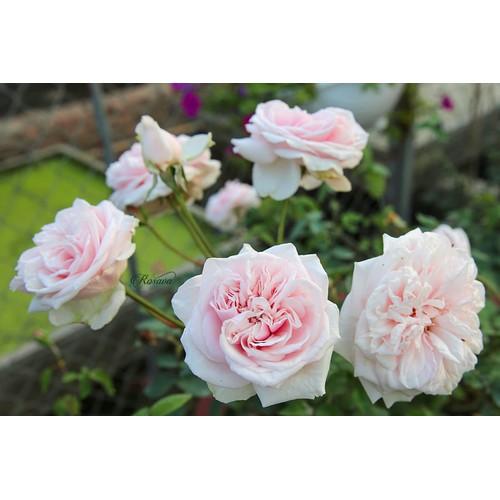 CÂY GIỐNG Hoa hồng điều CỔ– giống hoa hồng truyền thống quý hiếm của Việt Nam - CGBVK001