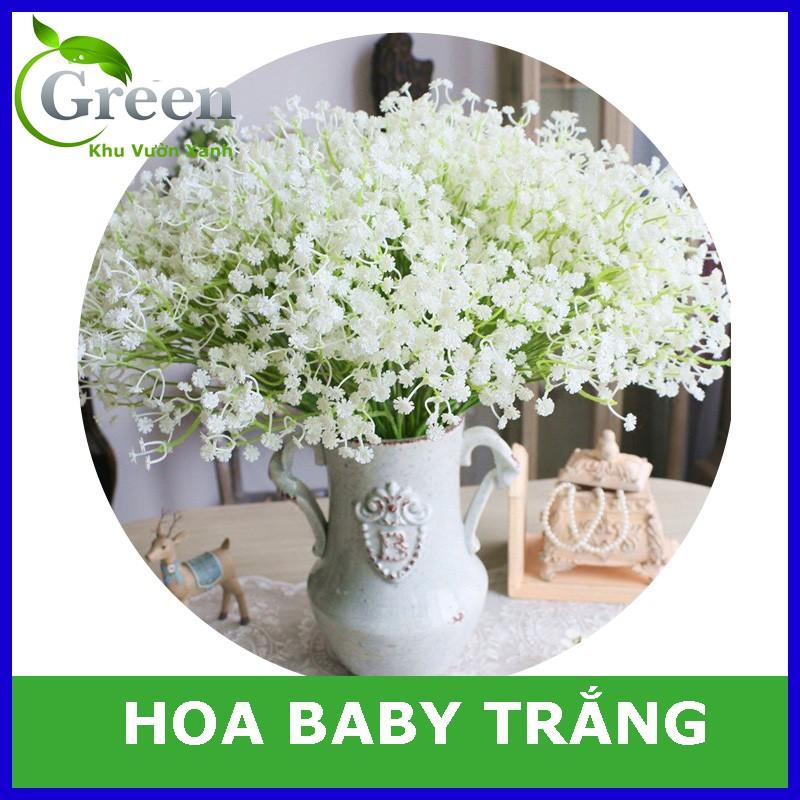 Hạt Giống Hoa Baby Trắng