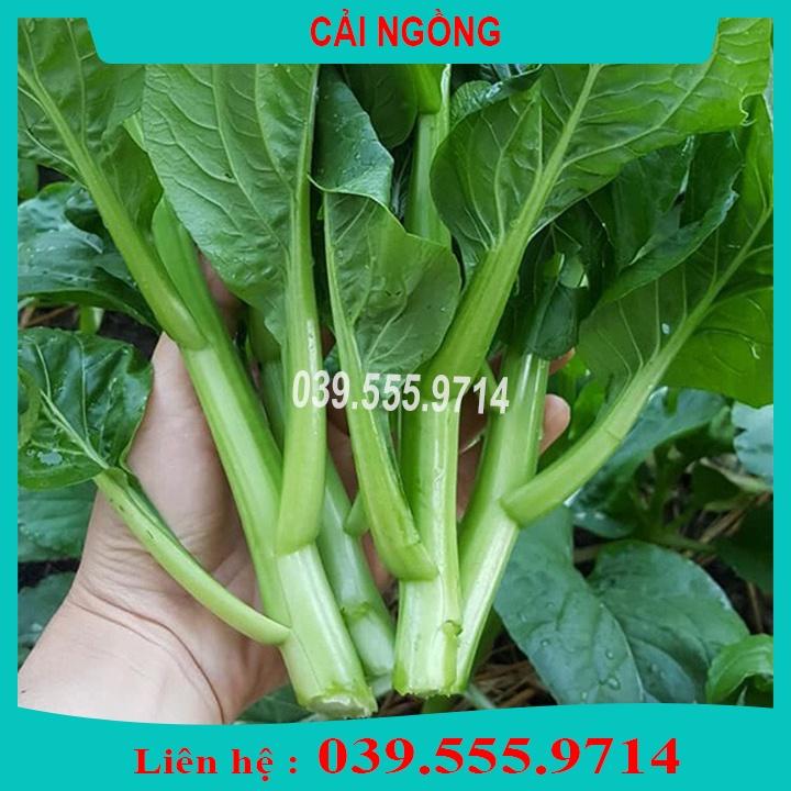 5 Loại Hạt Giống Rau Cải Khác Nhau- Rau dễ trồng dễ chăm sóc