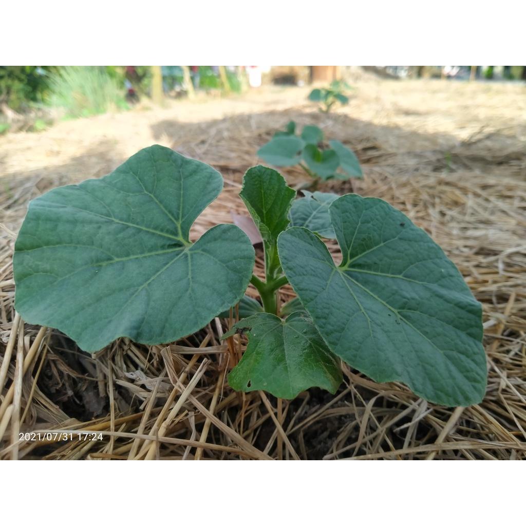 Hạt Giống Bầu Xị Cao Sản - 646F1 -