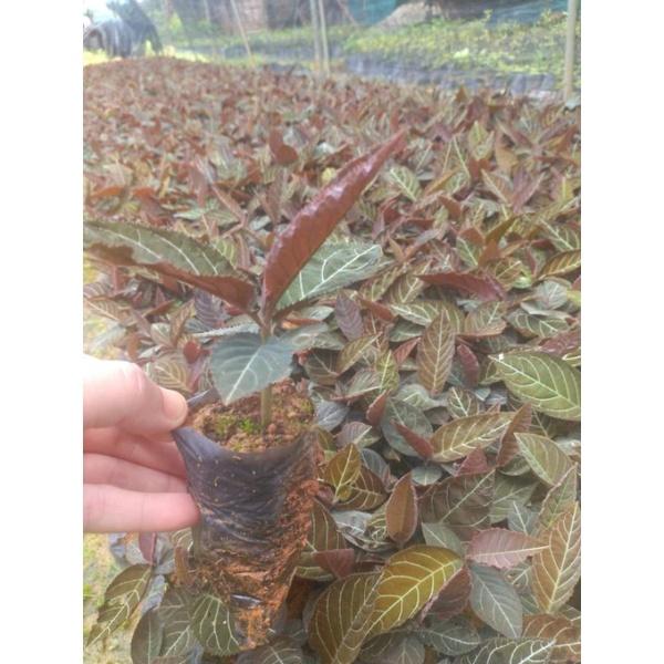 Cây giống khôi nhung