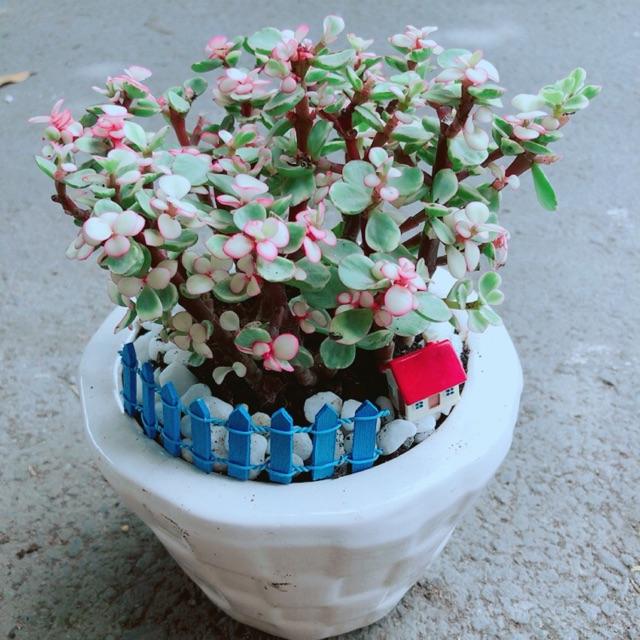 Chậu Đô La Hồng