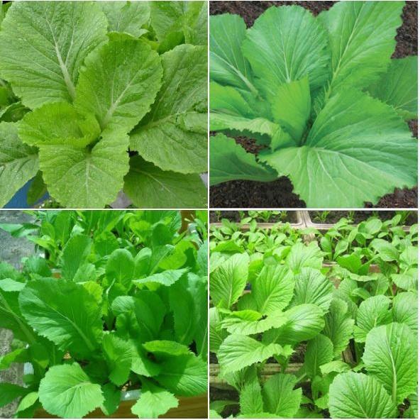 Hạt Giống Rau Cải Bẹ Xanh Mỡ - Gói 1KG