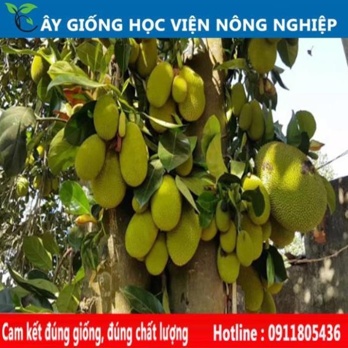 Sản phẩm Cây Ăn Trái giống cây mít tố nữ