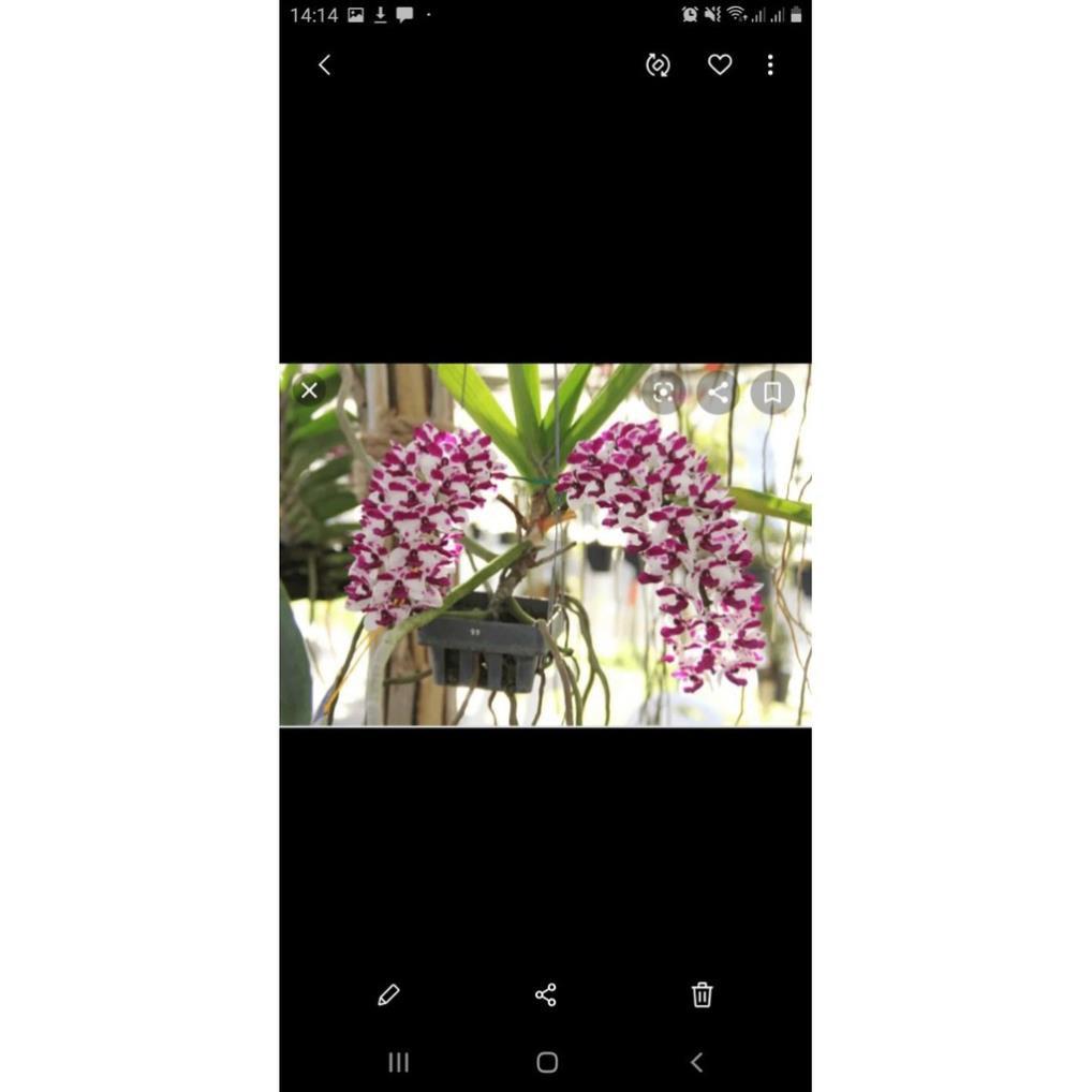 Hoa phong lan đai châu rừng cây nhỡ