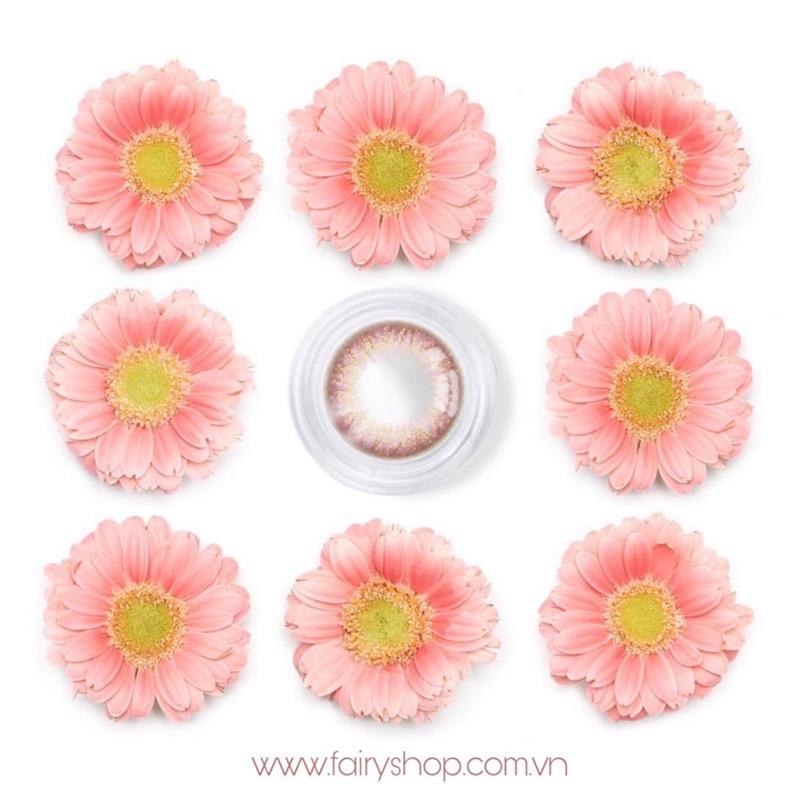 Kính Áp tròng Sugar Pearl pink 14.0mm FAIRY SHOP CONTACT LENS độ 0 - 6