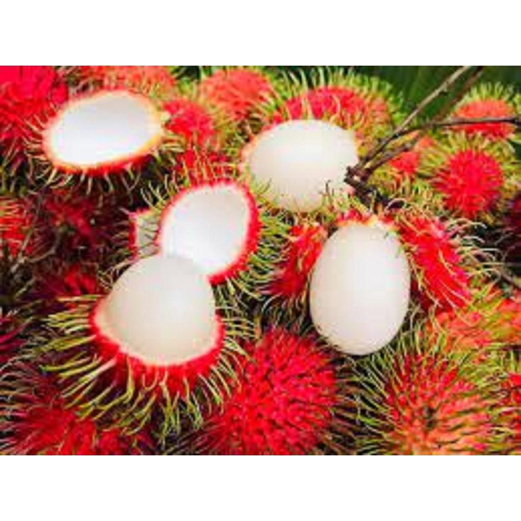 CÂY GIỐNG CHÔM CHÔM THÁI GHÉP