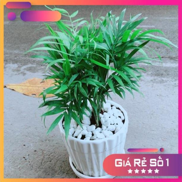 Chậu Cây Cau Tiểu Trâm