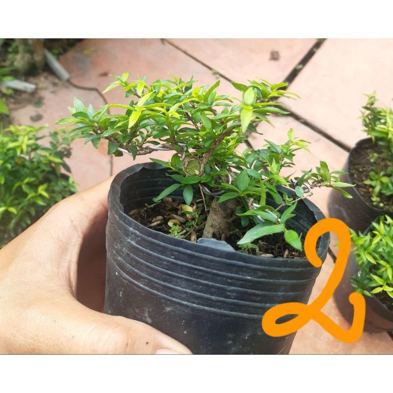 Cây Kim Thanh Mai - cây cảnh bonsai để bàn
