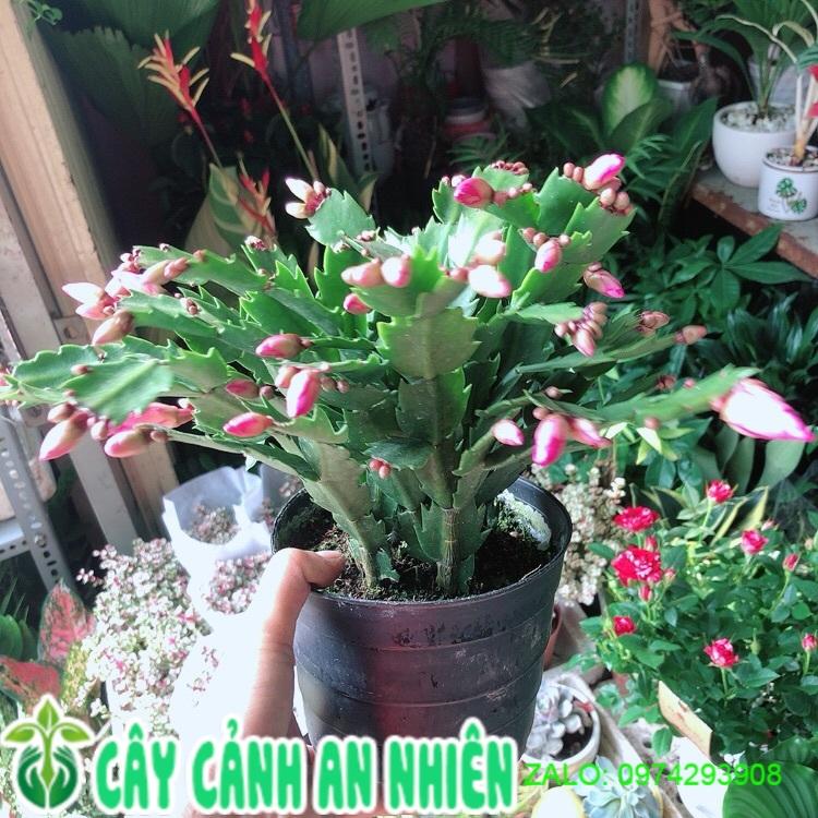 Chậu Cây Càng Cua