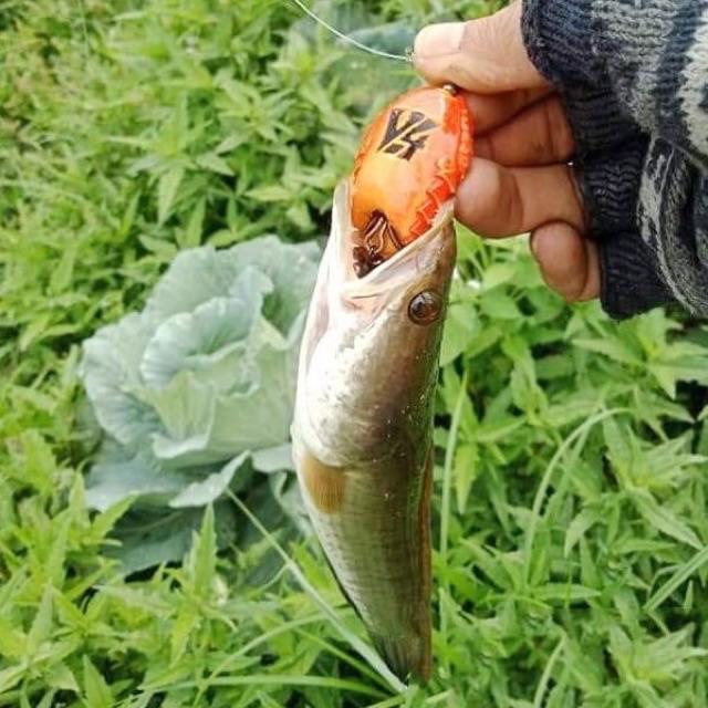 Mồi Giả Nhái Câu Lure Hunter V4