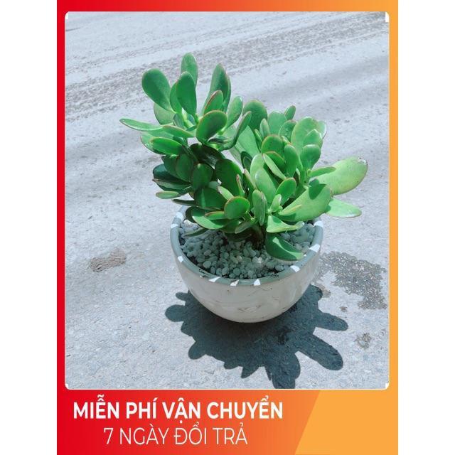 Chậu Ngọc Bích