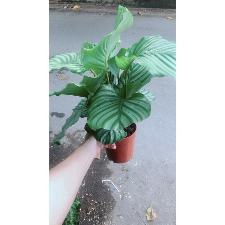 Đuôi Công Táo Xanh