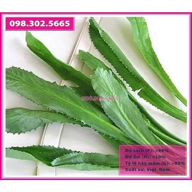Hạt giống rau mùi tàu, ngò gai thơm cao sản gói 10gr