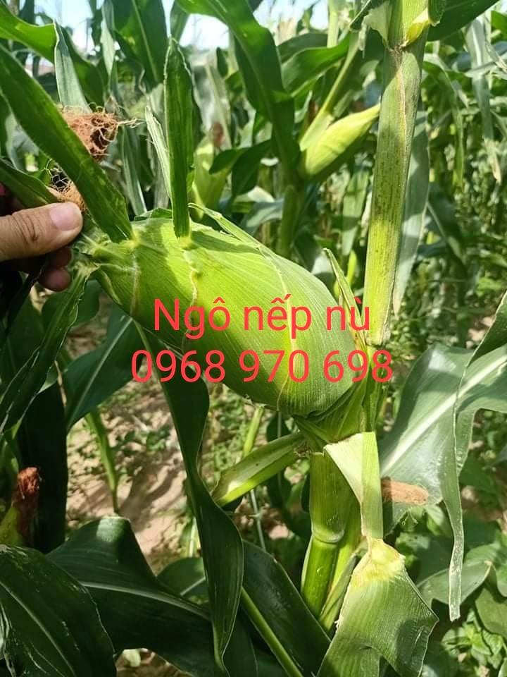 Hạt giống ngô nếp nù chính hãng gói 100 gram