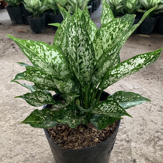 cây ngọc ngân giá rẻ