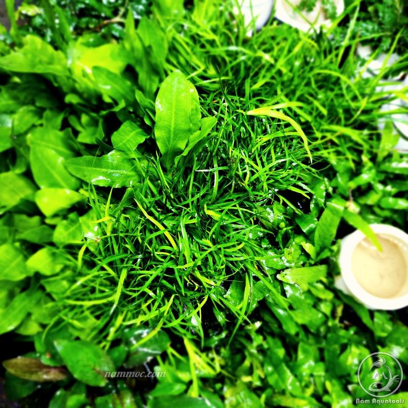 Cỏ Bắp Mỹ Thuỷ Sinh | Cây Thuỷ Sinh Trung và Hậu Cảnh