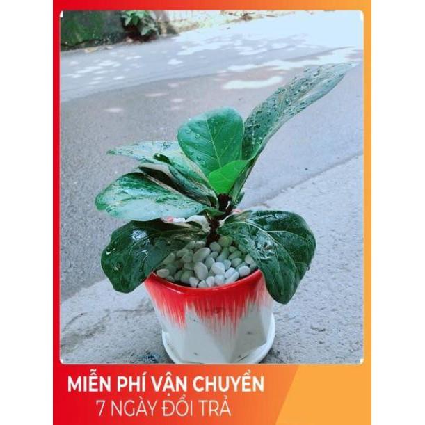 Chậu Cây Bàng Singapore