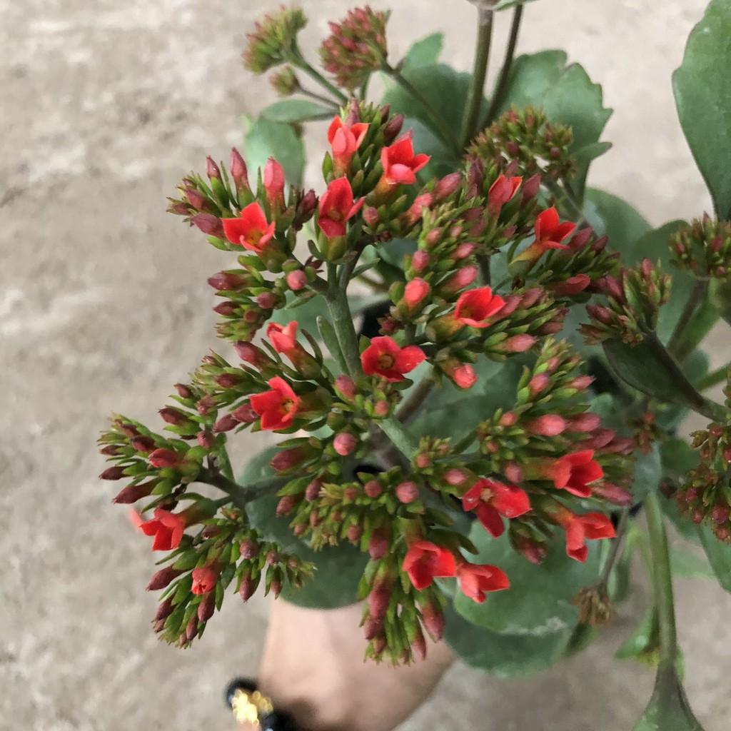 Cây sống đời , chiều cao 15-20cm hoa chùm đỏ nở cực đẹp sức sống tốt chống chịu tốt, thích hợp trang trí vườn