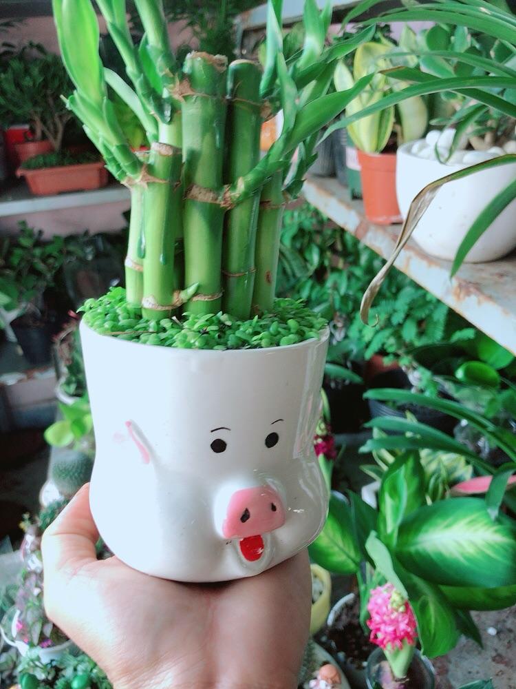 Chậu Cây Trúc Phát Tài