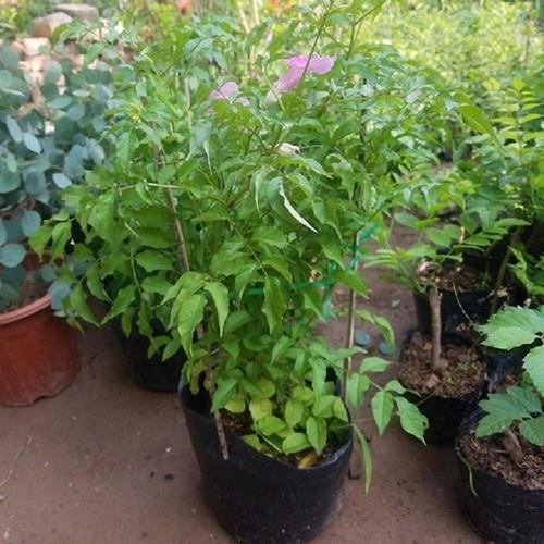 CHẬU CÂY GIỐNG HOA LEO HỒNG THIÊN HƯƠNG