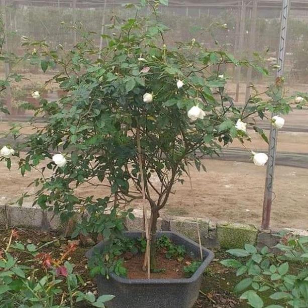 Cây Giống Cây giống hoa hồng bạch ho