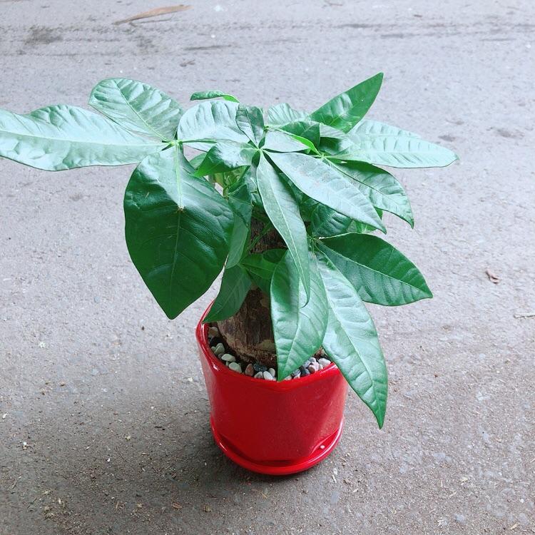 Chậu Kim Ngân 1 Thân