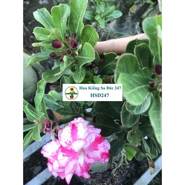 Hoa sứ trắng Loan Hồng - Tặng phân bón