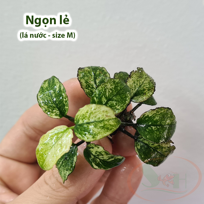 Ráy Anubias Nana Pinto bám giá thể lá nước trồng bể thủy sinh cá tép