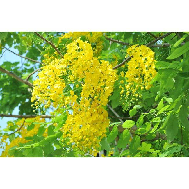 Cây hoa muồng hoàng yến cây cao 50cm khỏe đẹp
