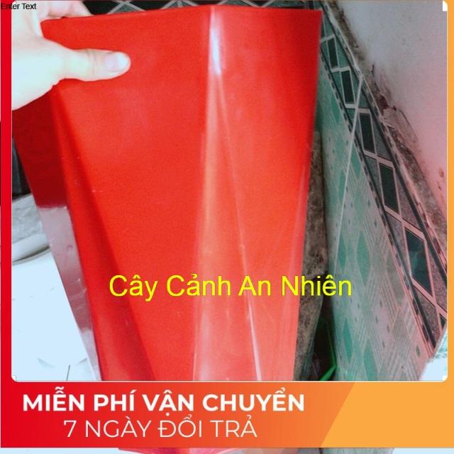 Chậu Trồng Cây Kèm Đất Trồng